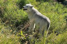 A Guided Alaskan Escape: Wildlife Sanctuary and Glacier Hiking