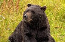 A Guided Alaskan Escape: Wildlife Sanctuary and Glacier Hiking