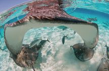 Private Charter Reef fishing, Stingray City, Snorkel, Mangroves