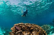 Private Charter Reef fishing, Stingray City, Snorkel, Mangroves