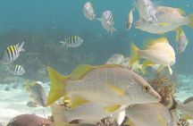 Stingray Sandbar, Snorkeling, and Starfish Point