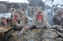 Snow Monkey Park Private Tour from Tokyo with licensed guide