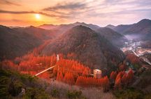 Seoul Jangtaesan Forest & Daejeon Bakery Full-Day Tour