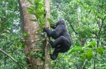 3 Days Amazing Gorilla Trekking in Uganda