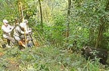 3 Days Amazing Gorilla Trekking in Uganda