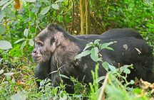  3 Days Gorilla Trekking Bwindi Forest and Uganda Tour