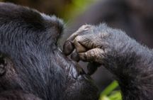  3 Days Gorilla Trekking Bwindi Forest and Uganda Tour