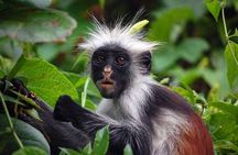 Zanzibar: Jozani forest, Sea turtles Sanctuary & Rock Restaurant 