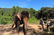 Ethical Elephant Watching Tour From Bangkok & Pattaya