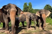 Ethical Elephant Watching Tour From Bangkok & Pattaya