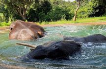 Ethical Elephant Watching Tour From Bangkok & Pattaya