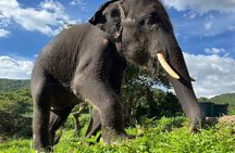 Ethical Elephant Watching Tour From Bangkok & Pattaya