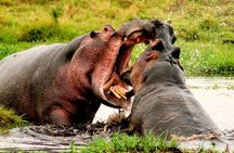 Isimangaliso Wetlands Park from Durban Half Day Tour