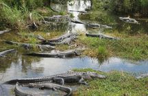 Everglades Alligator Airboat Adventure from Miami 