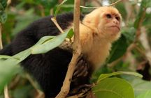 Roatan Horseback Ride, Wildlife Sanctuary & Reef Snorkel by Boat