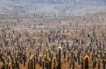 Tour to Cachi from Salta 