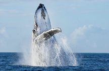 Humpback Whale Watching Private Tour Lead by Marine Biologist