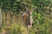 2-Hour Wildlife & Nature River Cruise on the Beautiful Willamette
