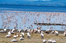 2-Day Tour in Lake Nakuru, Hell's Gate and Lake Naivasha