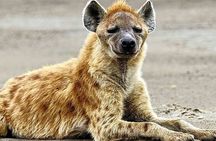 2-Day Tour in Lake Nakuru, Hell's Gate and Lake Naivasha