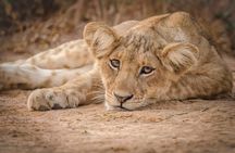 6 Days Big Five Tour Adventure & Chimpanzee Tracking