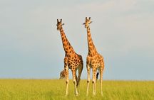 6 Days Big Five Tour Adventure & Chimpanzee Tracking