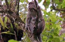 3D2N Jungle Wildlife Adventure in Sandakan (Full Board)