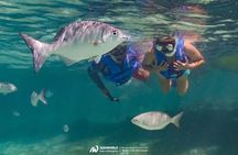 Jungle Tour with Snorkel in Cancun