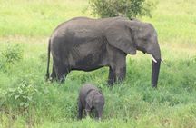 2 Days Tarangire and Ngorongoro Mid-Range Group Safari