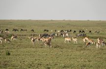 2 Days Tarangire and Ngorongoro Mid-Range Group Safari