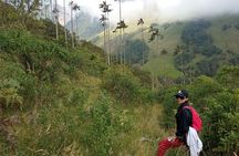Private Tour with Guide in Salento and Cocora Valley with Lunch 
