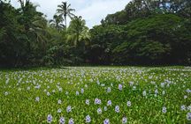 Private Customized Big Island Adventure Tour (4-6 Hours)