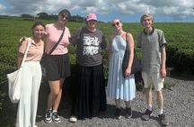 Jeju Customized Private Car Tour 