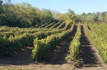Guided Tour Of An Old Winery with Tasting from Alicante and Elche