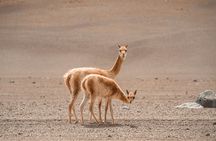 3 Days to Uyuni Salt Flat from Sucre