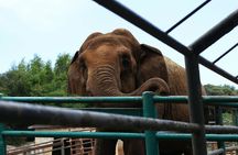 From Delhi: 1-day trip Mathura with Elephant conservation