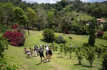 Coffee Plantation and River with Waterfalls in Puerto Rico