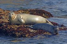New York City Sightseeing and Seals Boat Tour