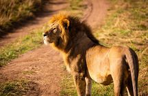 3 Days Serengeti and Ngorongoro Midrange Safari