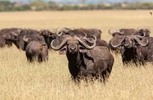3 Days Serengeti and Ngorongoro Midrange Safari