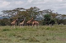 Nairobi National Park Morning Game Drive