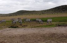 Nairobi National Park Morning Game Drive
