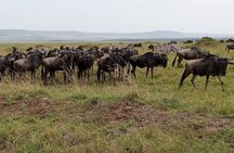 Nairobi National Park Morning Game Drive