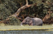 Wilpattu National Park Private Safari From Dambulla & Sigiriya