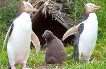 Catlins Cruiser Private Tour from Dunedin Cruise Port