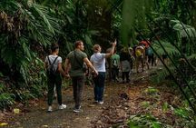  Rainforest Skywalk & Zipline Adventure Tour