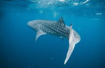 Whale Shark Adventure 2 Days 1 Night Sharing Trip