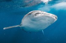 Whale Shark Adventure 2 Days 1 Night Sharing Trip
