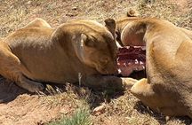 Full day Aquila Game Reserve Big 5 Safari with ticket Lunch