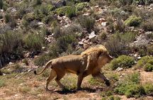 Full day Aquila Game Reserve Big 5 Safari with ticket Lunch